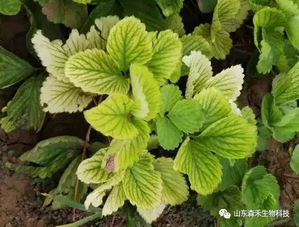 1553129674505580.png 草莓5.png