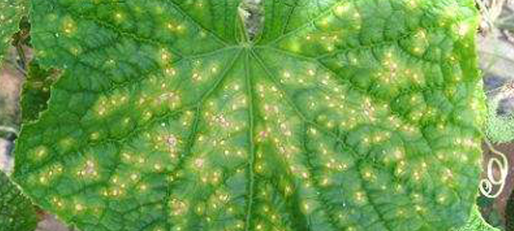 1561778845104227.jpg 病害4.jpg