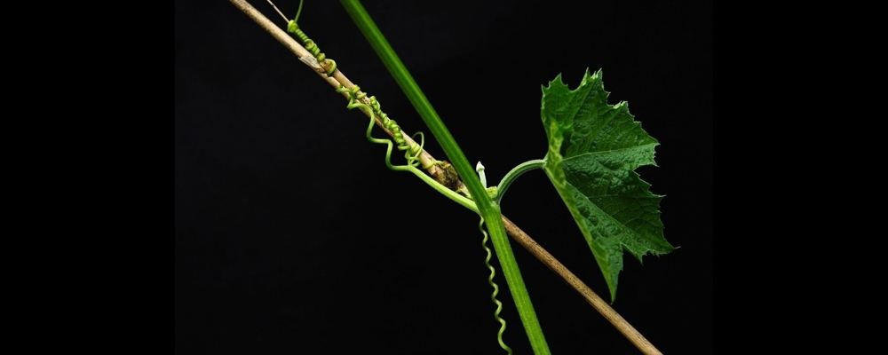 1561789931796130.jpg 5.jpg