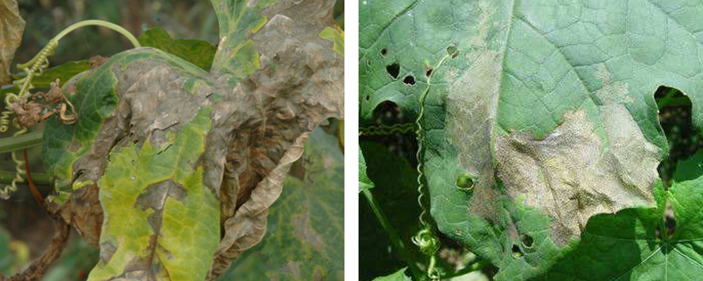 1561792077607522.jpg 10.jpg