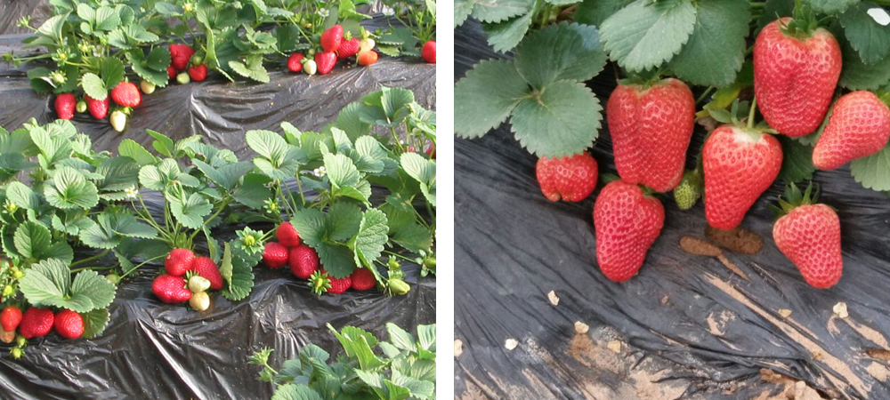 1562049326395720.jpg 1.jpg