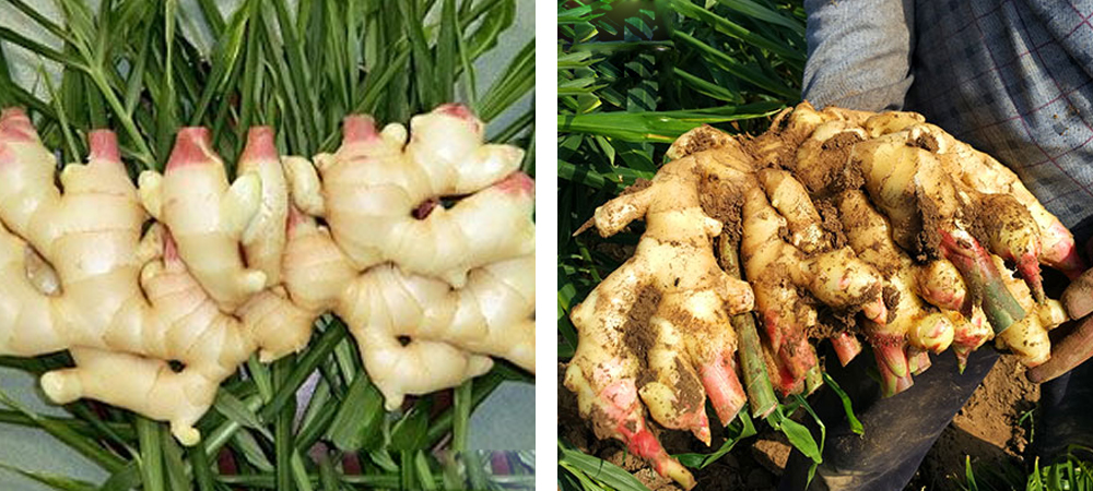 1562051543783823.jpg 3.jpg