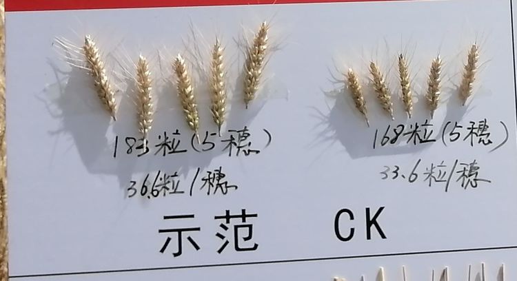 1592357169171090.jpg 10.jpg