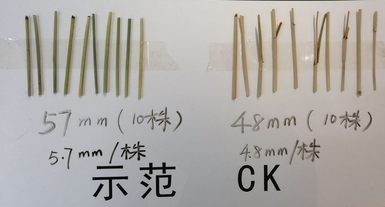 1592357236422495.jpg 12.jpg